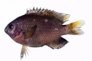 弓紋雀鯛 弓紋雀鯛