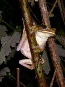 馬達加斯加樹蛙 馬達加斯加樹蛙