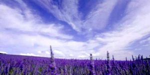 灃東農博園 灃東農博園