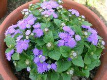 大花藿香薊 大花藿香薊