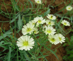 光滑小苦蕒 光滑小苦蕒