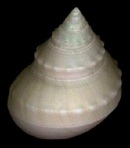 玉珠鐘螺 玉珠鐘螺