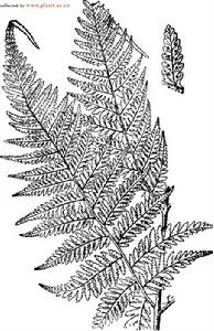 細裂針毛蕨 細裂針毛蕨