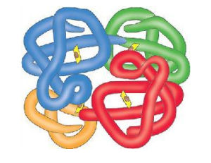 導致紅細胞和血紅蛋白數量減少或增多