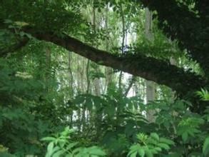 杜克拉草 杜克拉草