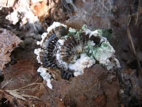 蟲囊菌綱 蟲囊菌綱