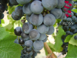 羅斯莊園優質葡萄