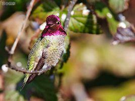 安氏蜂鳥 安氏蜂鳥