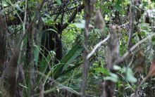 9·2四川射洪捕熊事件