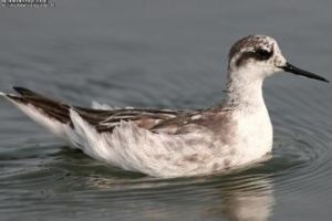 瓣蹼鷸科 瓣蹼鷸科