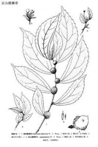 貢山樓梯草 貢山樓梯草