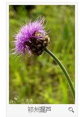 祁州漏蘆 祁州漏蘆