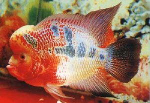 花羅漢 -熱帶淡水魚系列