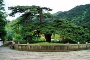 九華山鳳凰古松 九華山鳳凰古松
