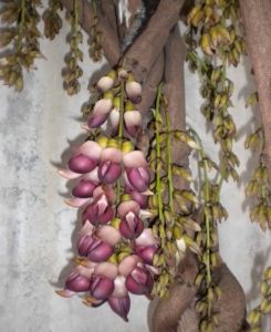 大果油麻藤 大果油麻藤