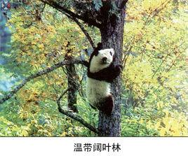 溫帶闊葉林帶 溫帶闊葉林帶