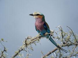 紫胸佛法僧 紫胸佛法僧