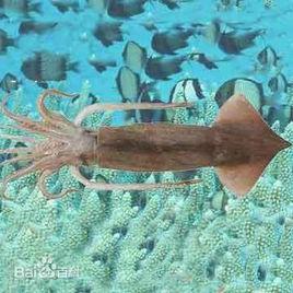 阿根廷滑柔魚 阿根廷滑柔魚