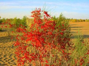 吉木乃沙拐棗 吉木乃沙拐棗