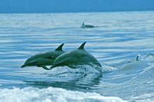 白吻原海豚 白吻原海豚