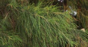 粗枝木麻黃 粗枝木麻黃