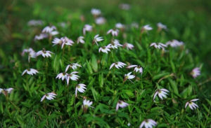 半邊蓮亞屬 半邊蓮亞屬