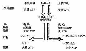 （圖）無氧呼吸