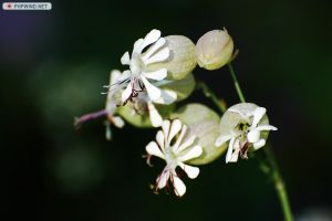 無鱗蠅子草 無鱗蠅子草