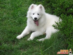 薩摩耶德犬
