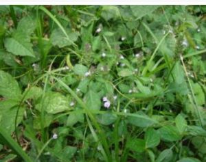 楔葉叉柱花 楔葉叉柱花