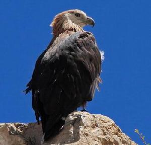 玉帶海雕 玉帶海雕