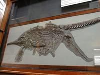 大眼魚龍 大眼魚龍