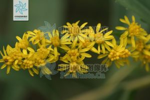 寡毛毛果一枝黃花