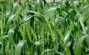 皖墾麥1221 皖墾麥1221