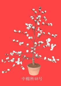 中棉所48 中棉所48