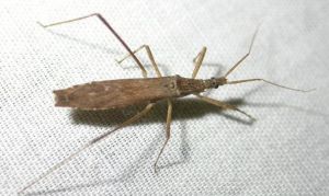 短翅梭獵蝽 短翅梭獵蝽