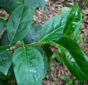 雲南腳骨脆 雲南腳骨脆