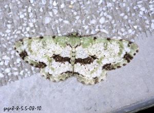 帶四星尺蛾 帶四星尺蛾