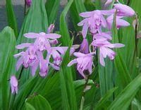 白芨提取物 白芨提取物