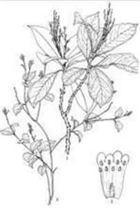 烏飯瑞香 烏飯瑞香