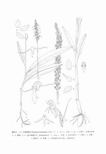 台灣闊蕊蘭 台灣闊蕊蘭