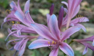 髯毛紫菀 髯毛紫菀