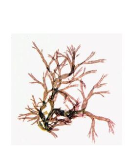 匍匐石花菜 匍匐石花菜