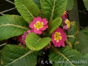 （圖）西洋櫻草