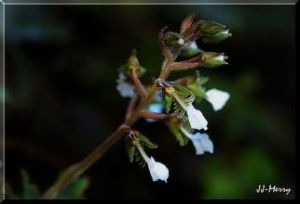 柱齒唇蘭 柱齒唇蘭