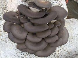 平菇黃菇病防治 平菇黃菇病防治