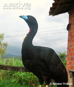 肉垂冠雉 肉垂冠雉