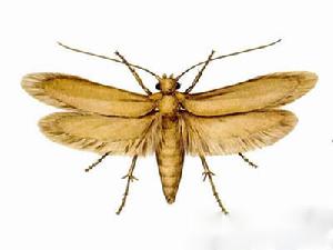 麥莖谷峨 麥莖谷峨