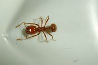 紅火蟻