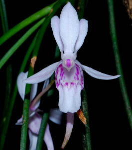 舌唇槽舌蘭 舌唇槽舌蘭